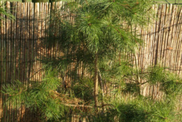 Pinus sylvestris Grove den bestellen